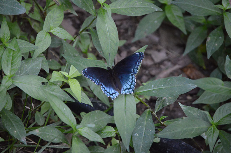 A butterfly rests on a leaf at the cabin for rent.
