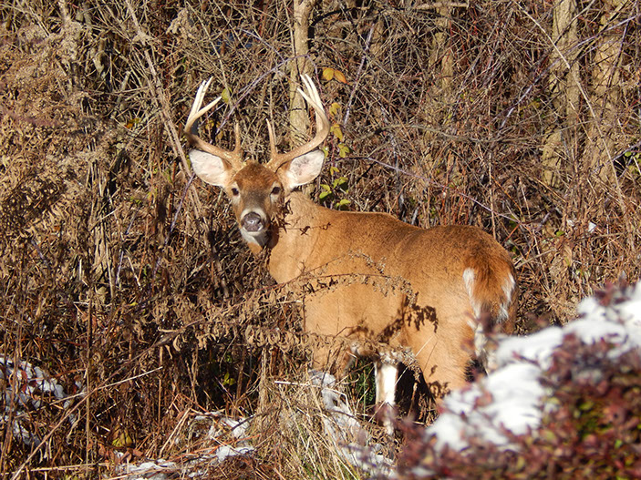 A large buck looks back at the camera.&nbsp; Hunting is allowed at the hunting cabin for rent during hunting season.