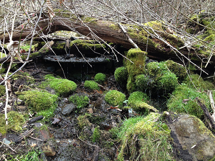 Water drips out of the ground from this freshwater spring.&nbsp; The Woodbury Cabin rental has several springs on the property.