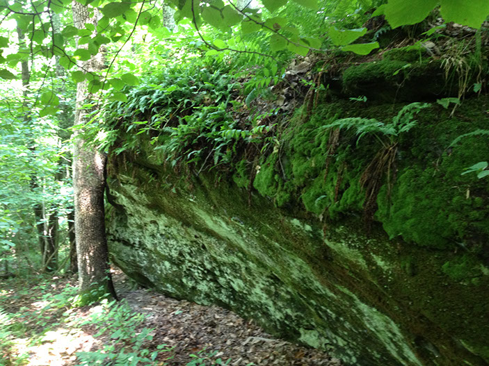A tree grows beside a large moss covered rock on a hiking trail.