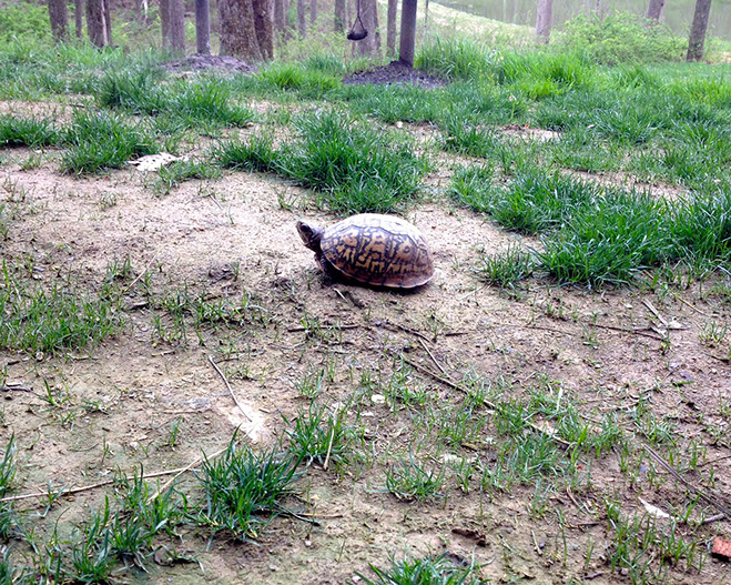 A box turtles visits the lodge for rent.